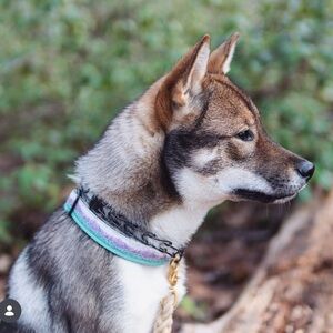 Banded Pines Dog collar